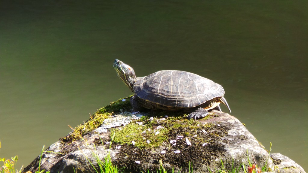 Turtle loving sunshine