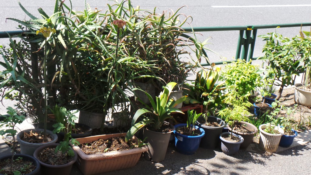 Tiny garden in Tokyo