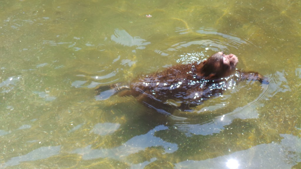 Snow monkey swimming